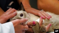 Seorang personel kedokteran hewan berusaha menenangkan seekor kucing bernama Miller yang tengah diambil darah di Veterinary Specialty Hospital, Palm Beach Gardens, Florida (AP Photo/Wilfredo Lee)