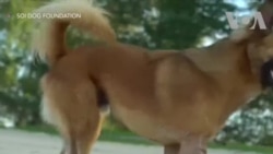 کتے کو ملیں کاربن فائبر کی ٹانگیں