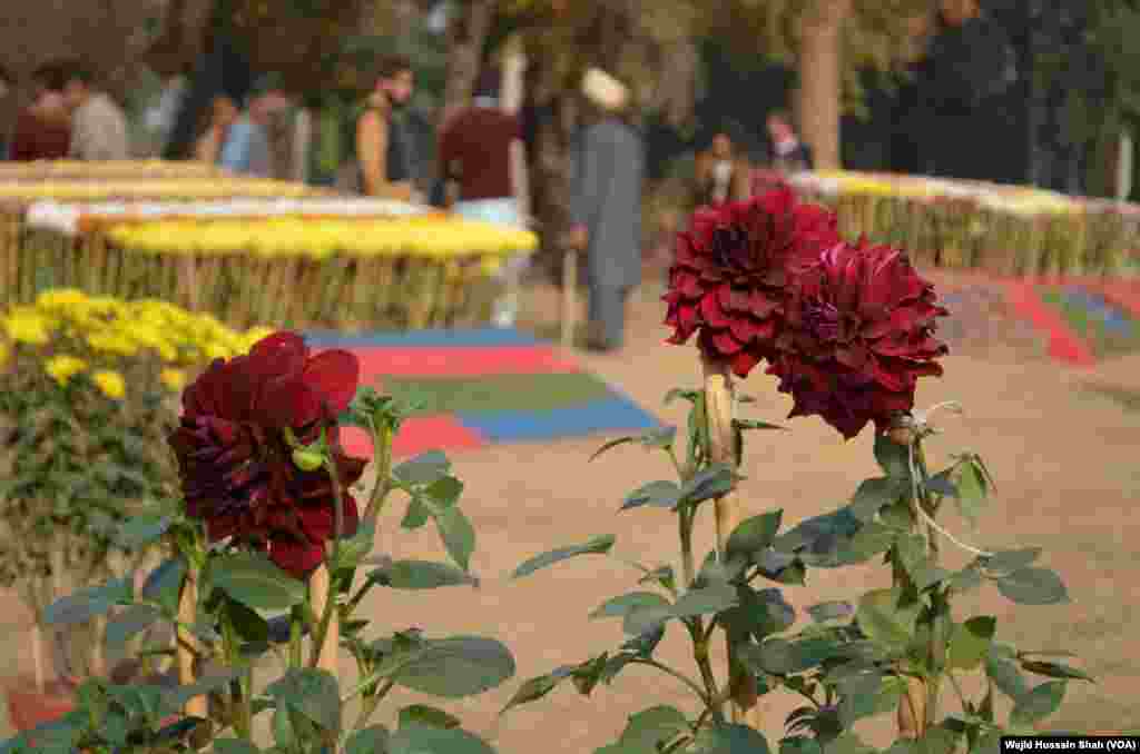 نمائش دیکھنے والوں کا کہنا ہے کہ پھول قدرتی حسن میں اضافہ کرتے ہیں۔