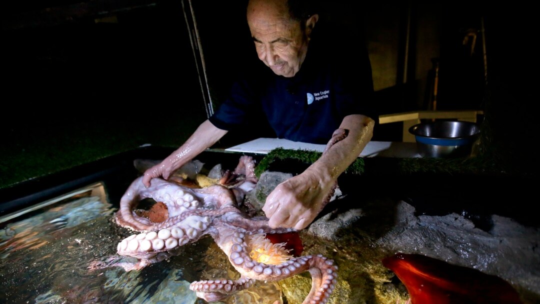 Communicating With Octopus