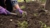 Kashmir Gardening Thumbnail