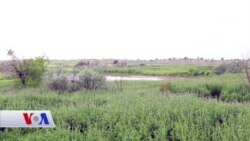 Asûrîyê Dawî yê Til Nesrî li Rojava