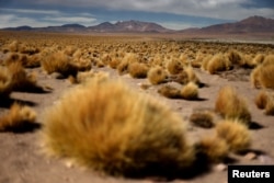 FILE - Tara salt flat at Los Flamencos National Reserve, in Antofagasta region, Chile, May 5, 2023. (REUTERS/Ivan Alvarado)