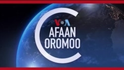 Kilinikii Magaalaa Miniyaapoolisitti Lammiwwan Gaanfa Afrikaa fi Biyyota Arabaarra Dhufan Afaan Isaaniin Tajaajilu