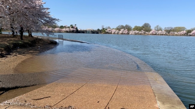 FILE - Part of the sidewalk near the Jefferson Memorial is covered in water during high tide at the Tidal Basin in Washington, DC on April 3, 2019. (AP Photo/Ashraf Khalil, File)