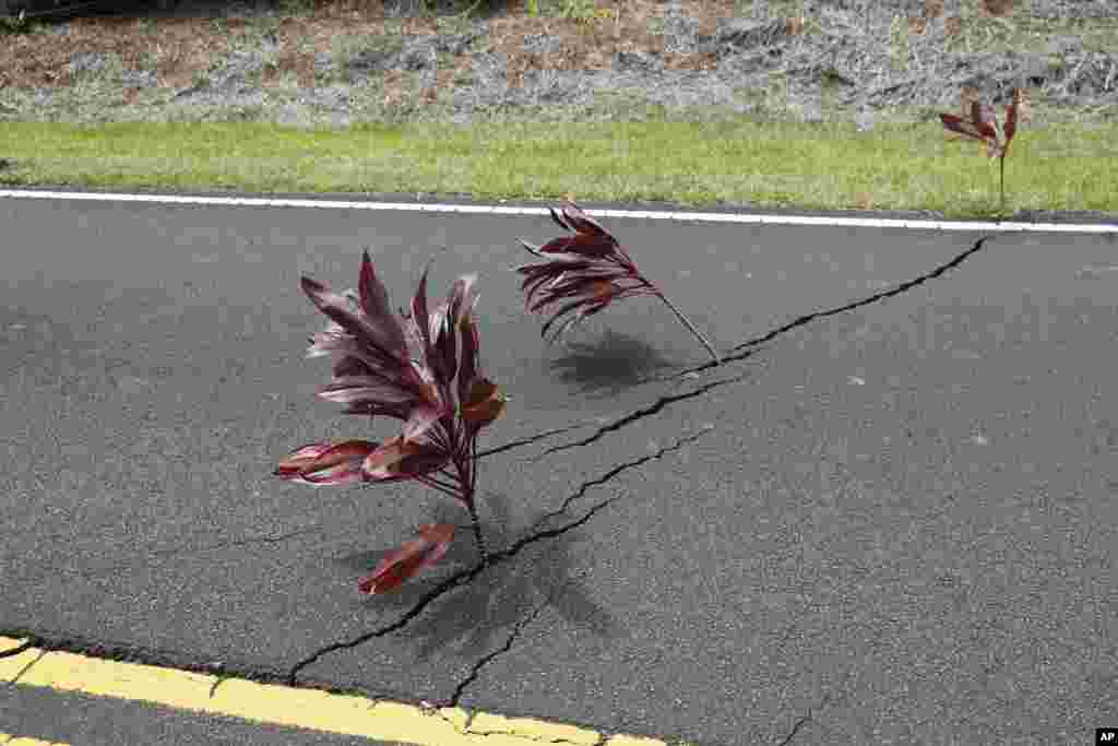 Ti leaves on branches stand as a sacred offering in the openings in roads at the Leilani Estates, Saturday, May 5, 2018, in Pahoa, Hawaii. The Hawaiian Volcanoes Observatory said eight volcanic vents opened in the Big Island neighborhood of Leilani Estates