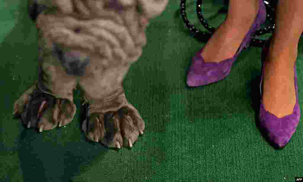Neapolitan Mastiff Trinity, left, waits for judging as people stand nearby at the annual Westminster Kennel Club dog show, February 14, 2012, in New York. (AP)