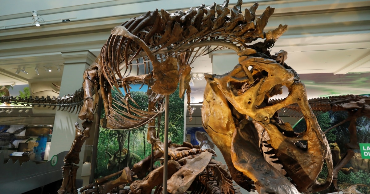 Study Provides New Details about Teenage T. Rex