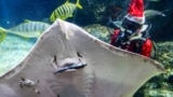 A diver wearing a Santa Claus costume feeds a manta ray amid celebrations ahead of Christmas at the Sea Life Bangkok Ocean World aquarium in Bangkok, Thailand, Dec. 19, 2024. 