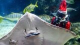A diver wearing a Santa Claus costume feeds a manta ray amid celebrations ahead of Christmas at the Sea Life Bangkok Ocean World aquarium in Bangkok, Thailand, Dec. 19, 2024. 