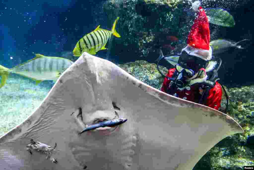 A diver wearing a Santa Claus costume feeds a manta ray amid celebrations ahead of Christmas at the Sea Life Bangkok Ocean World aquarium in Bangkok, Thailand.