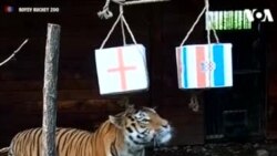 NO COMMENT: Ֆուտբոլ: ռուսական վագրը նախապատվությունը տվեց Խորվատիային