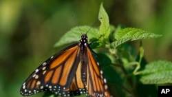 FILE - A monarch butterfly rests on a plant at Abbott's Mill Nature Center in Milford, Del., July 29, 2019. 