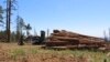 FILE - Stacks of logs in the San Francisco Peaks of the Coconino National Forest in northern Arizona await cutting and splitting into firewood on June 8., 2020. 
