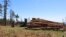 FILE - Stacks of logs in the San Francisco Peaks of the Coconino National Forest in northern Arizona await cutting and splitting into firewood on June 8., 2020. 