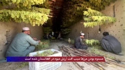 مسدود بودن مرزها سبب افت ارزش میوه‌ در افغانستان شده است