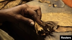 A woman rolls a cigar at the Cohiba cigar factory 'El Laguito' in Havana, September 10, 2012. 