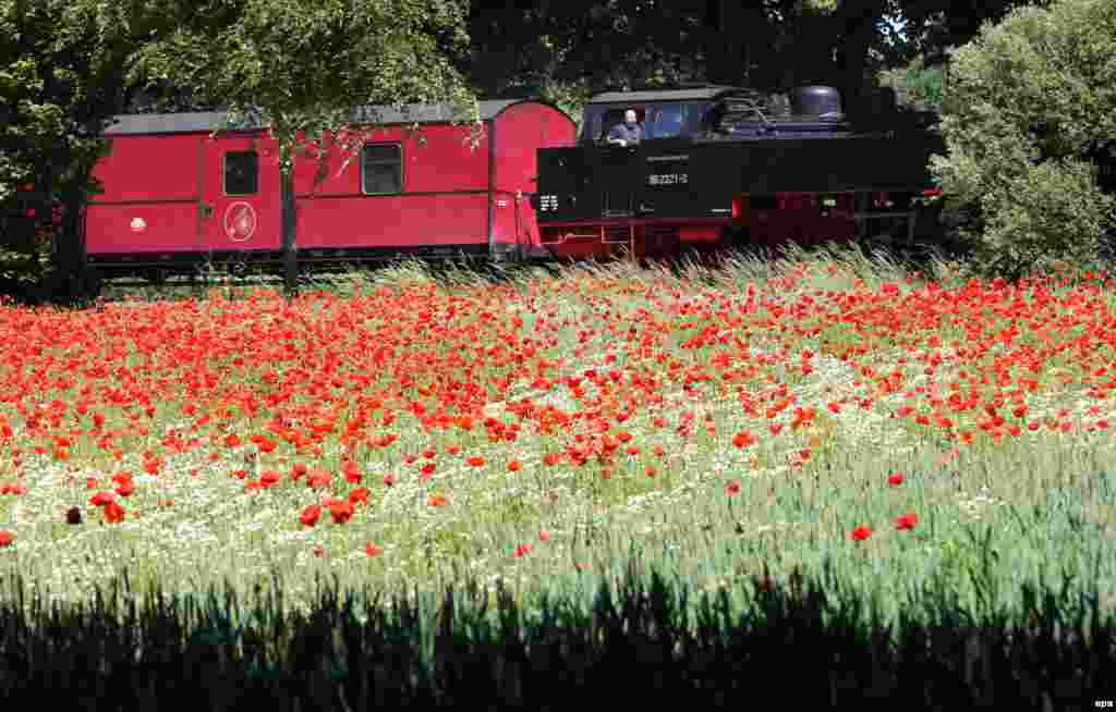 A local train passes a grain field with corn poppy and camomile flowers near Bad Doberan, Germany.