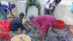 Ngalu Gure: Suka Najeriyanaajo tiiɗniiɗo e ne'ugol liƴƴi 