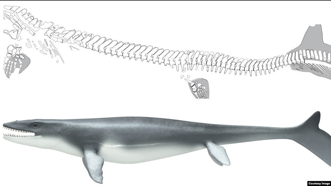 The mosasaur Prognathodon was a lizard-like creature with a shark-like fin.