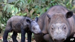 Badak Sumatra di Taman Nasional Way Kambas, Lampung. Taman Nasional Leuser di Aceh juga menemukan badak langka di tempatnya. (Foto: AP)