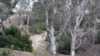 Eucalyptus trees in Southern California's forests, July 20, 2015. (photo by Diaa Bekheet)