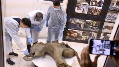 Scientists Show Baby Mammoth Preserved for 50,000 Years in Siberia