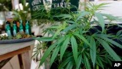 Marijuana plants are displayed at the Green Goat Family Farms stand at "The State of Cannabis," a California industry group meeting in Long Beach, California, on Sept. 28, 2017.