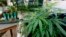 Marijuana plants are displayed at the Green Goat Family Farms stand at "The State of Cannabis," a California industry group meeting in Long Beach, California, on Sept. 28, 2017.