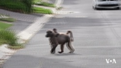 As baboons become bolder, Cape Town region struggles to find solutions
