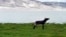 A donkey urinates next to Karakul Lake at the foot of Muztag Ata in Pamirs, 307km (191 miles) from the city Kashgar, Xinjiang Uighur Autonomous Regionm July 23, 2012.