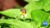 Protecting Pollinators is Crucial to Food Production