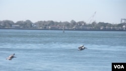 Vilano Beach dispone de nueve áreas naturales para la protección de 125 especies de aves como los pelicanos