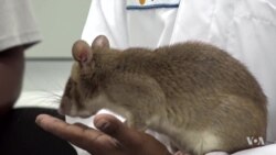 Saliva-sniffing Rats Help Diagnose Tuberculosis in Tanzania