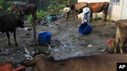 Imagen de archivo de un agricultor limpia un recipiente donde sus vacas comen y beben, cerca del río Las Cañas en Soyapango, El Salvador, el jueves 4 de julio de 2024.