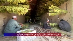 د پولو بنديدل، افغان بزګران اړ کړي چې انګور په مميزو بدل کړي.
