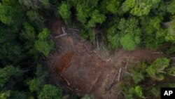 지난 2019년 11월 브라질 파라주 아마존 우림의 불법 벌목 현장.