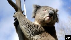 El año pasado, el estado de Victoria, en Australia, practicó la eutanacia a unos 700 koalas debido a la superpoblación.
