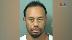 Tiger Woods Alkollü Araç Kullanırken Yakalandı