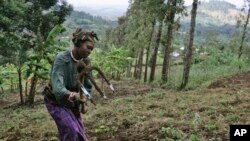 FILE - A woman works in the field of Loi Bangoti's farm in Ngiresi near the Tanzanian town of Arusha.