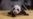 National Zoo: It's a (Giant Panda) Boy!