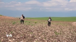 بەردەوامی باران بارین، زیانی بە بەرهەمی جوتیاران و زەویە کشتوکاڵییەکان گەیاندووە