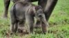 Kelahiran Bayi Gajah Tambah Populasi Gajah Sumatera di TN Gunung Leuser