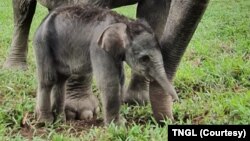 Bayi gajah Sumatera betina yang baru lahir di Pusat Latihan Satwa Khusus, Tangkahan, Kabupaten Langkat, Sumatera Utara (Sumut), Senin, 1 Februari 2021. (Foto: TNGL)