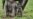Kelahiran Bayi Gajah Tambah Populasi Gajah Sumatera di TN Gunung Leuser