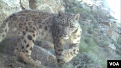 Macan tutul salju (snow leopard) yang langka, tertangkap kamera video oleh pecinta alam dari Wildlife Conservation Society di kawasan pegunungan, Afghanistan timur laut ((15/7).