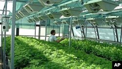 Young Artemisia plants in a green house. (Centre for Novel Agricultural Projects, University of York)