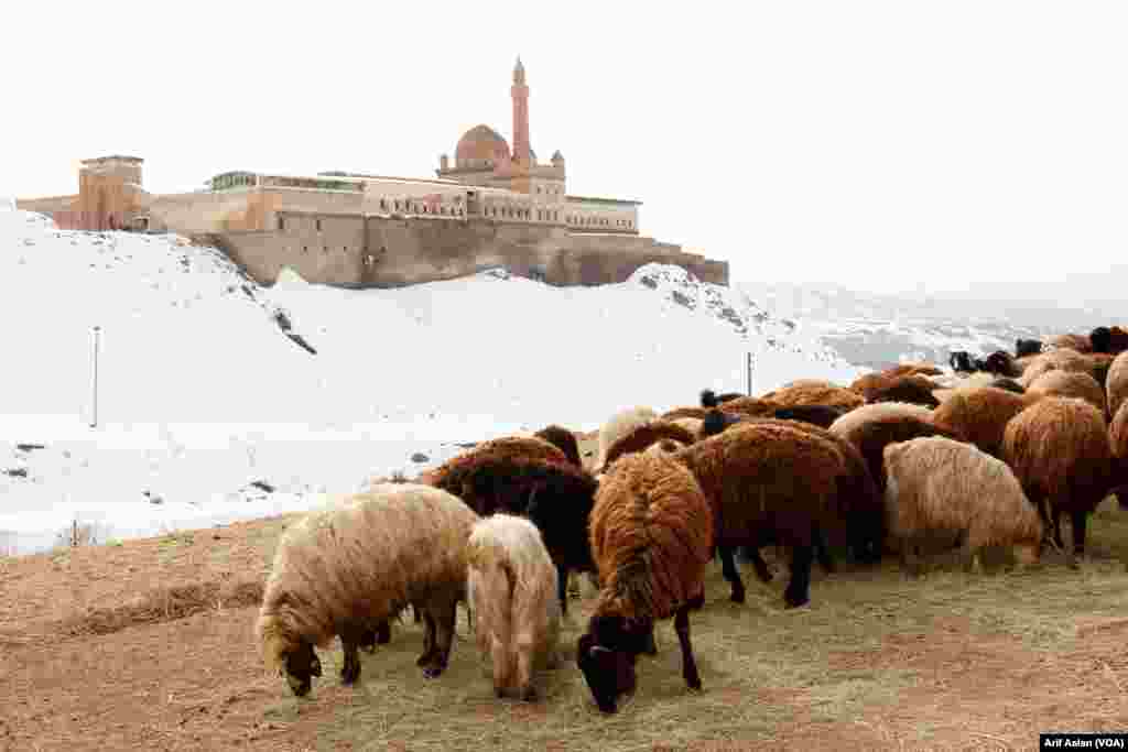 Qesra Îshaq Paşa li Bazîda Agirî