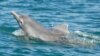 Украина требует от России возвращения своих боевых дельфинов