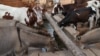 Healthy livestock drink water from a solar-powered borehole in Mathafeni village in Lupane about 600km southwest of Harare, Zimbabwe. (S. Mhofu for VOA)